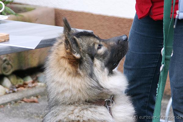 (Foto Goslar) Koerung Benno_14.03.2015_IMG_6896.png